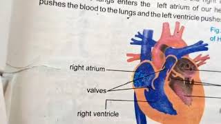 Class 7 science Chapter 2 Transport in Humans and plants [upl. by Horten216]