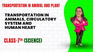 Transportation in Animals and Plants  Part 2  Class 7th Science  Junoon pro [upl. by Landers]