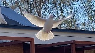 Birmingham Roller Pigeons and White Pigeons  January 21 2021 [upl. by Nois]