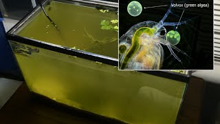 Raising Daphnia for the Freshwater Aquarium [upl. by Ardrey684]