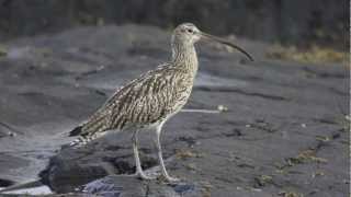 BTO Bird ID  Curlew and Whimbrel [upl. by Basilius]