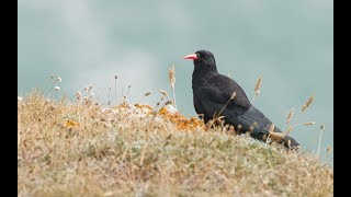 The Cornish Chough [upl. by Ynnej]