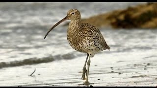 Birds of Ireland The Curlew amp its haunting song [upl. by Alejandro]