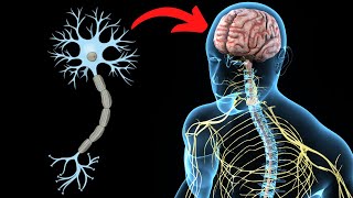 El SISTEMA NERVIOSO CENTRAL explicado partes y funcionamiento🧠 [upl. by Rosecan307]