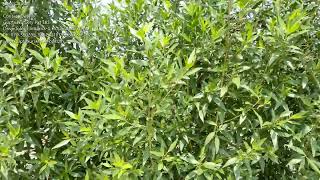 conocarpus plant contact Gupta Nursery Pvt Ltd [upl. by Pallas]