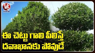 Skin Allergies And Breathing Issues With Conocarpus Plants  Sangareddy  V6 News [upl. by Elwood]