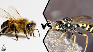 BEE VS WASP  Which is Deadlier [upl. by Firahs]