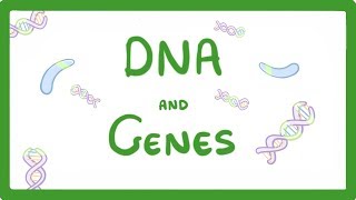 GCSE Biology  DNA Part 1  Genes and the Genome 63 [upl. by Roice422]