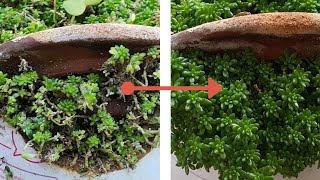 Sedum After Care  Propagation and Care  Garden Unboxing [upl. by Otho]