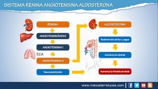 SISTEMA RENINA ANGIOTENSINA ALDOSTERONA  Morfofisiología [upl. by Enneite]