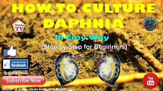 HOW TO CULTURE DAPHNIA In Easy Way [upl. by Rosse984]