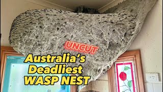 UNCUT Australia’s Deadliest WASP NEST [upl. by Ayahs]