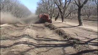 Pecan harvesting [upl. by Dirgni]