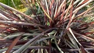 Pennisetum purpureum Vertigo [upl. by Ruberta528]