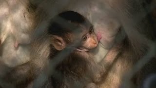 Dozens of disruptive monkeys relocated in Thailand [upl. by Swigart801]