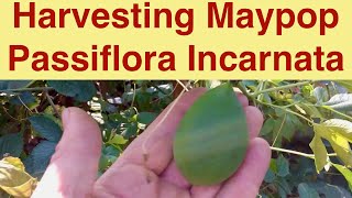 Harvesting Maypop Passiflora Incarnata [upl. by Stutman796]