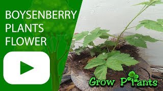 Boysenberry plants flower  growing amp care conditions for fruits [upl. by Acirred]