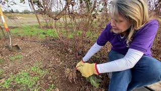 How to start new boysenberry plants [upl. by Critchfield]