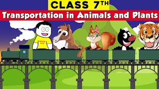 class 7 science chapter 11  Transportation in Animals and Plants  CBSE Class 7 [upl. by Nnave433]