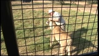 Inside the Lion Park Where American Was Mauled to Death [upl. by Netnert]