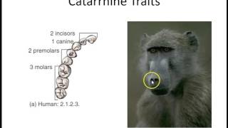 Primate Traits for Classification [upl. by Ariaec531]